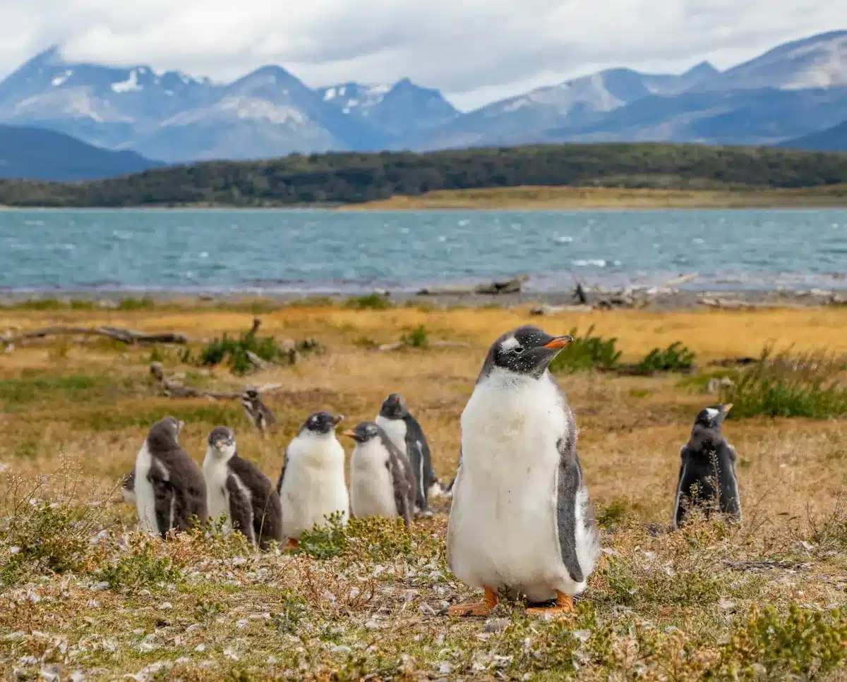 Paisagem épica de Ushuaia, o Fim do Mundo